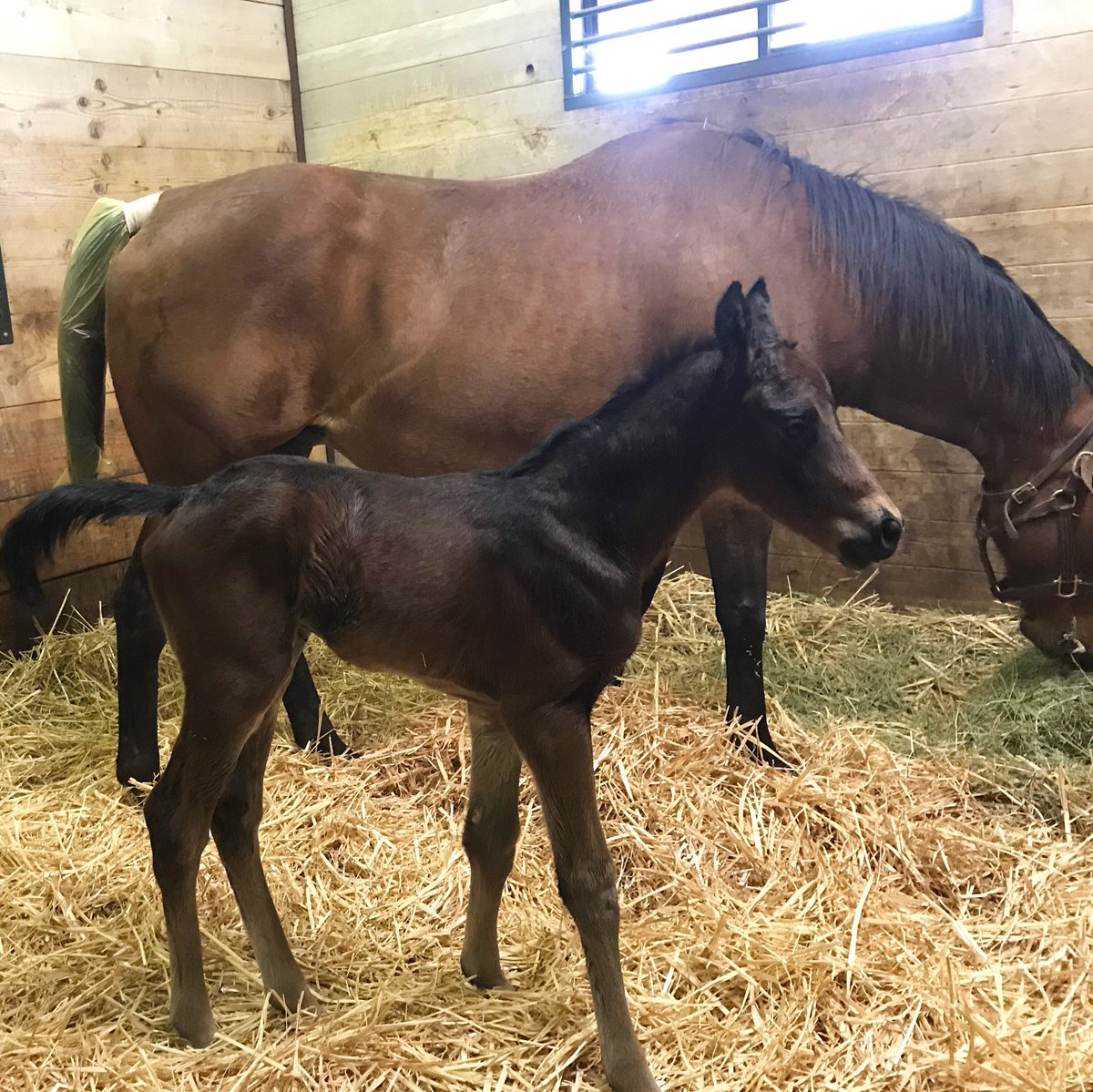 Barton Thoroughbreds tweet media