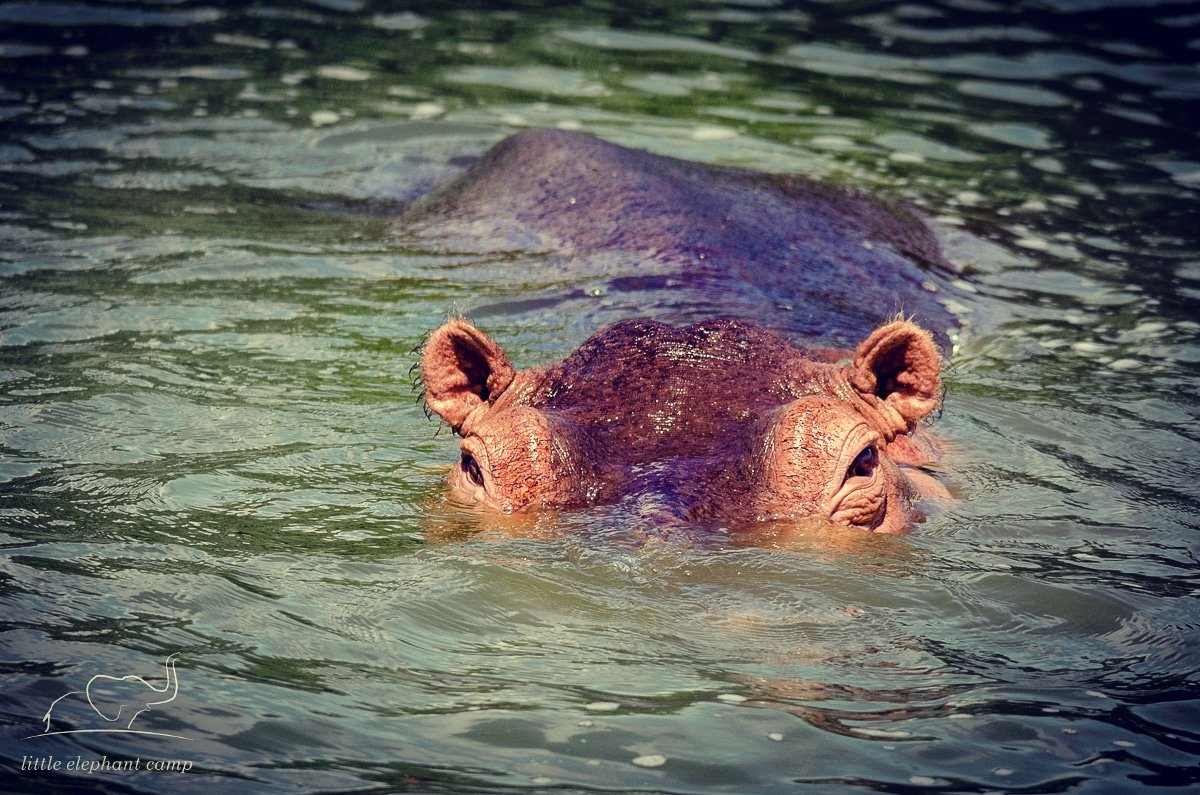 When you take a boat trip on the Kazinga Channel, you can be sure you'll be watched 👀
#kazingachannel #qenp #queenelizabethnp #uganda #ug #safari #ugandasafari #visituganda #wildlife #hippo #hippopotamus #hipposofinstagram #hippos #natureview