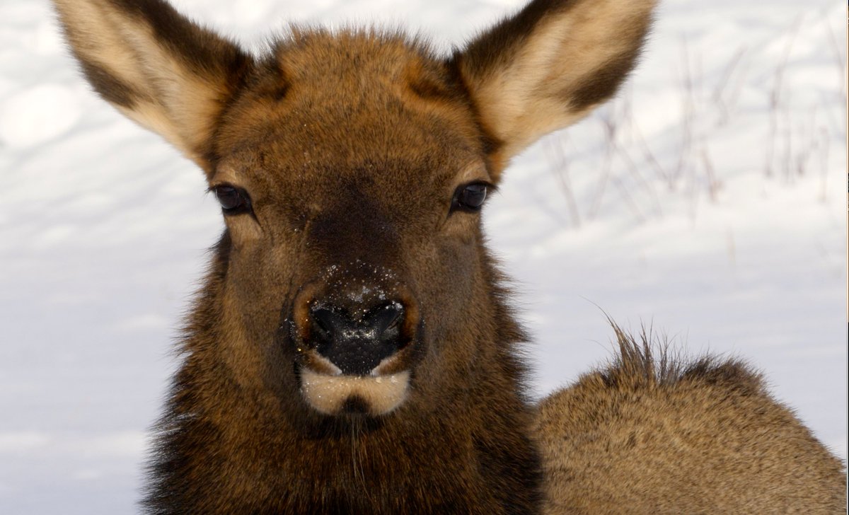 Did you know its National Wildlife week in Canada? #NationalWildlifeWeek #conservation #DoMoreForWildlife