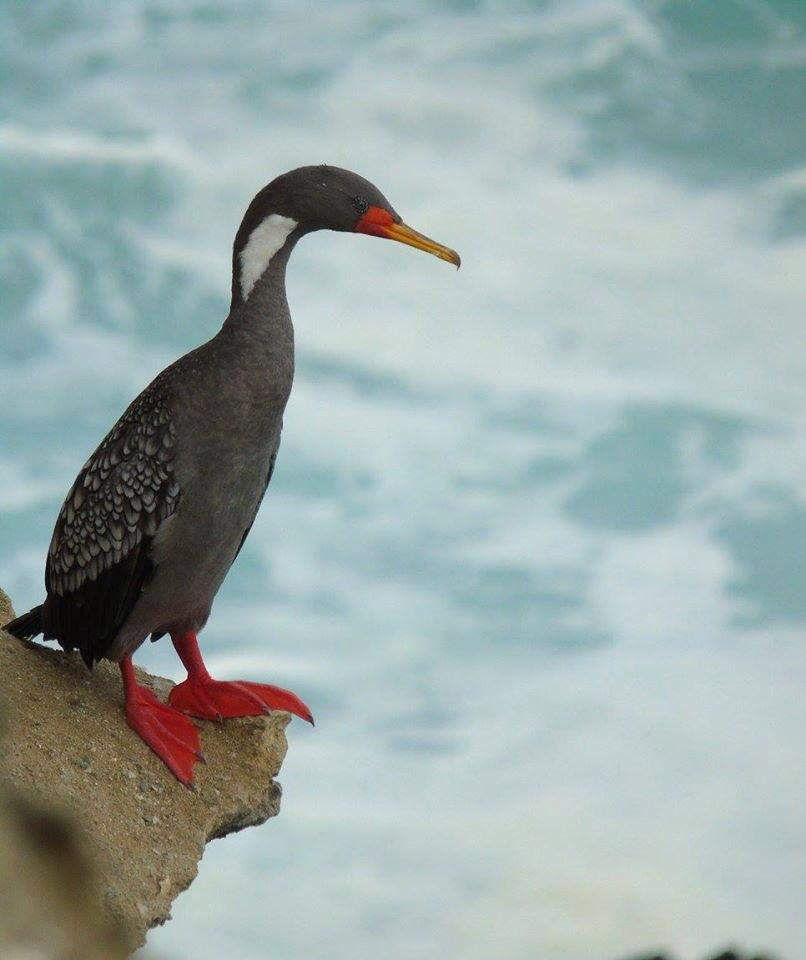 CONAFantof's tweet image. #CONAFAntofagasta | Están todos invitados a la ceremonia para celebrar los 29 años de vida del Monumento Natural La Portada este miércoles 10 de abril, de 11:00 a 12:30, en la Biblioteca regional de #Antofagasta. ➡️Anunciaremos muchas actividades 😱 ¡No te lo pierdas! 🌊🐧