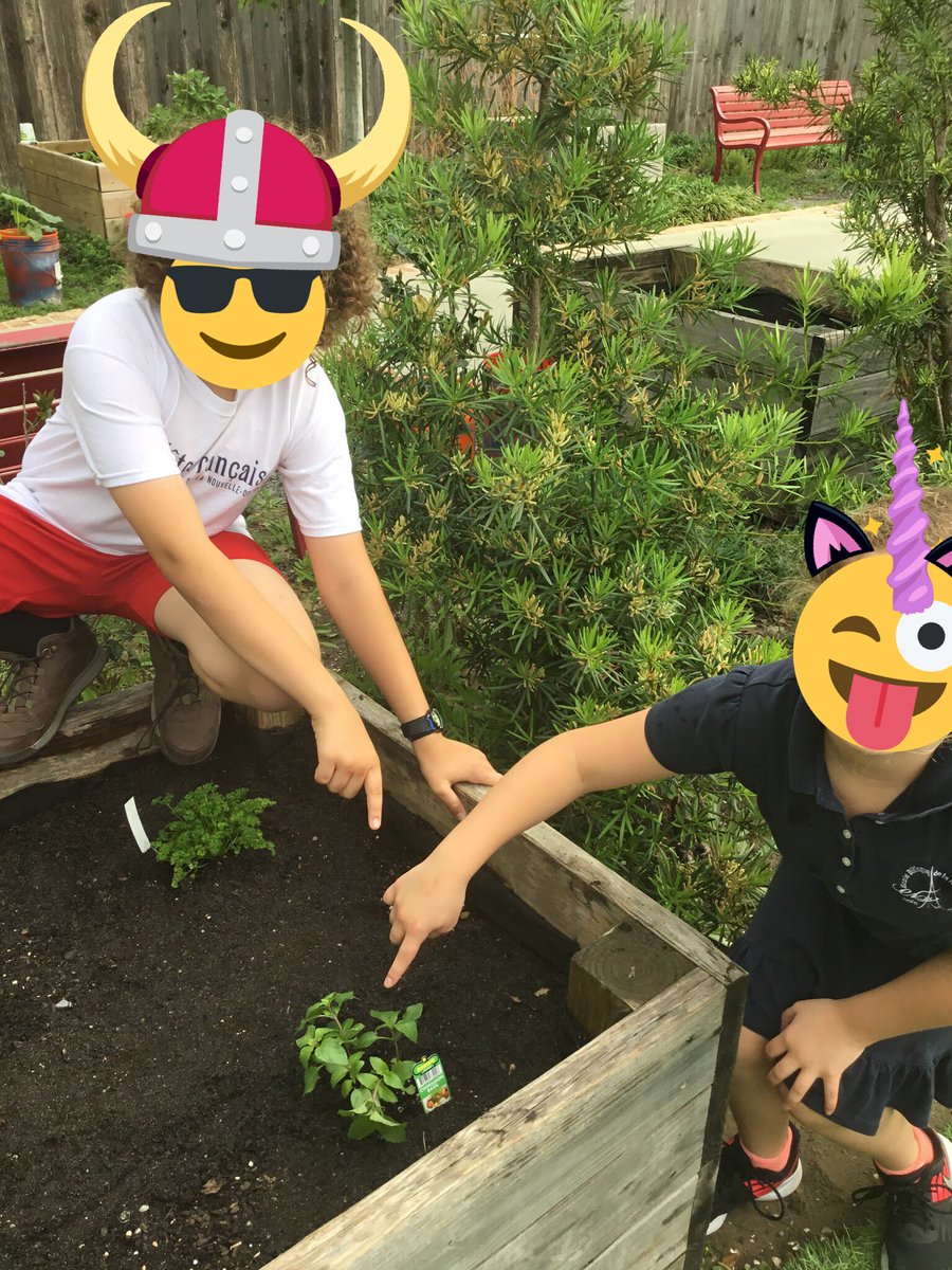 CM1A_US_EBNOLA's tweet image. #classedugout #Jardincm1  Bonjour, on a planté un pied de Basilic   Canelle. On aime l&apos;odeur et ça sent un peu comme la Canelle.  
Zoe et Phineas.