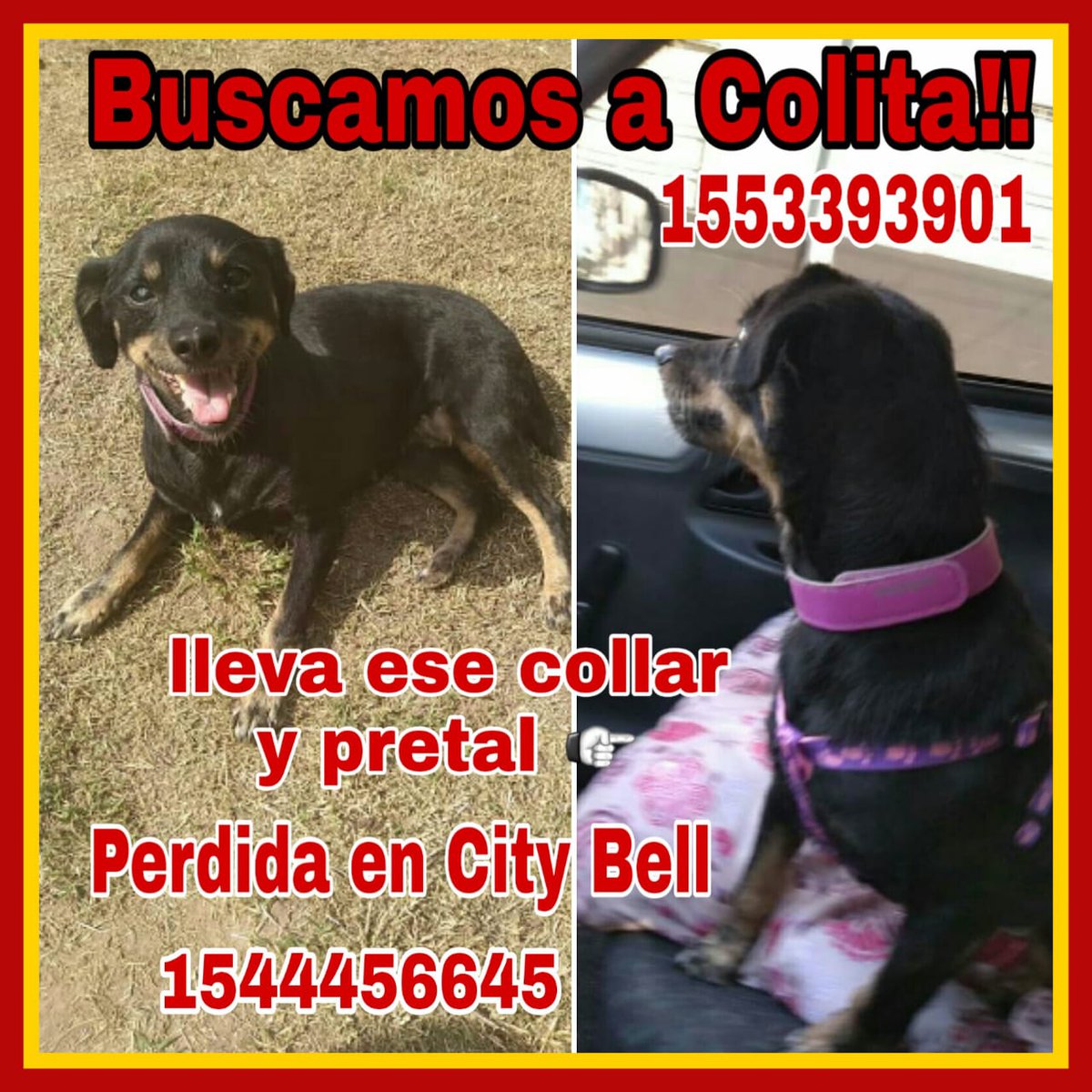 CITY BELL
#LaPlata

¡GENTE DE LA ZONA POR FAVOR ESTEN ATENTOS Y RETÉNGANLA!
SE ESCAPÓ COLITA DE LA CASA DE SU ADOPTANTE😭
LA VIERON ESTA MAÑANA CERCA DE LA ESTACIÓN Y NO LA PUDIERON AGARRAR...
CORRE COMO LOCA
¡AYUDENME A DIFUNDIR!
ESTÁ MEDICADA.
ALGUIEN QUE LA RETENGA🙏
GRACIAS