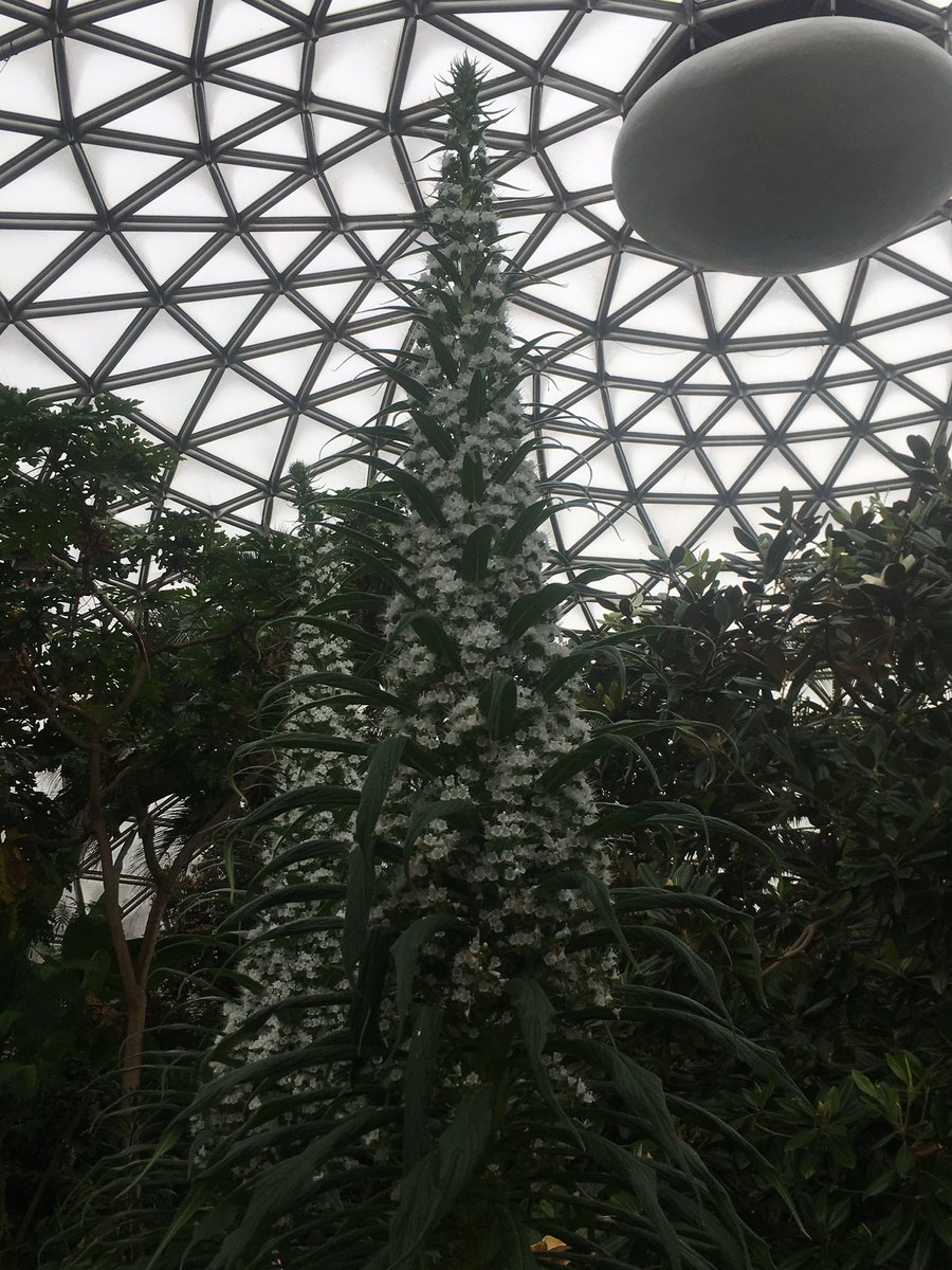Echium pininana, growing still now at 8 feet, an endangered species and a sight to behold!
