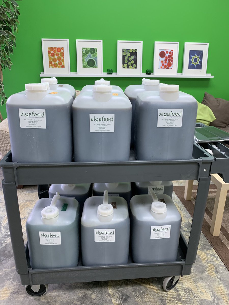algafeed's tweet image. More live microalgae for The Great Florida Shellfish Company.  Tisochrysis lutea, Tetraselmis and Chaetoceros #microalgae #algae #sustainability #algafeed #benefit #needalgae #environment #aquaculture #feeding #hatcheries