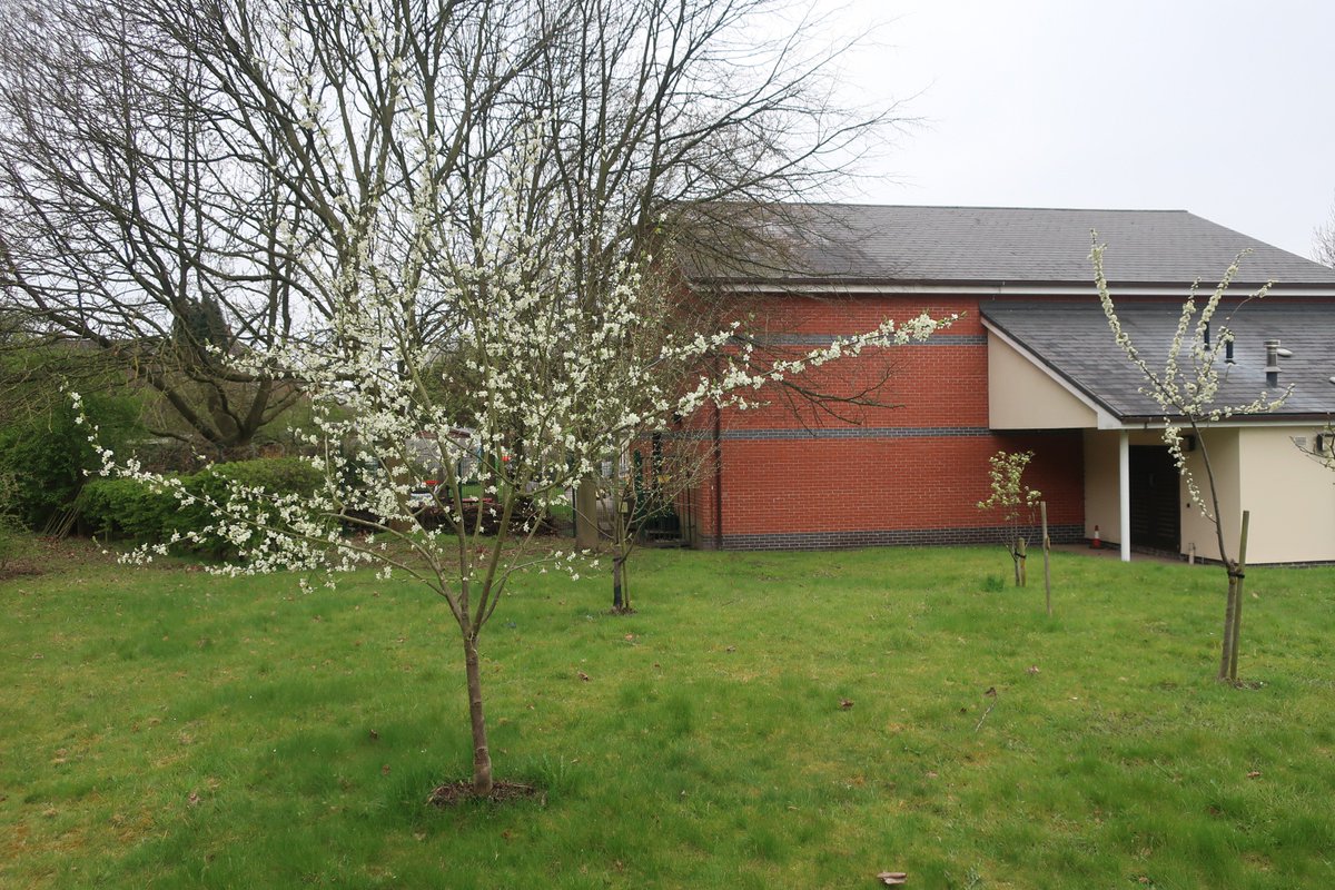 bobbennabout's tweet photo. @StNathaniels school orchard coming into full blossom right now ! Planted in 2014 Will we have apples , pears , plums and damsons this year ? @RHSSchools https://t.co/xfeSAtWZiE