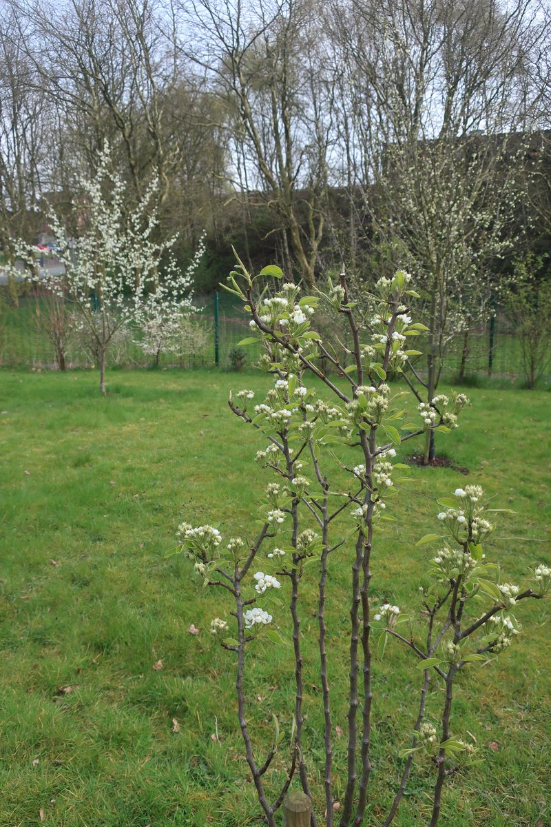 bobbennabout's tweet photo. @StNathaniels school orchard coming into full blossom right now ! Planted in 2014 Will we have apples , pears , plums and damsons this year ? @RHSSchools https://t.co/xfeSAtWZiE