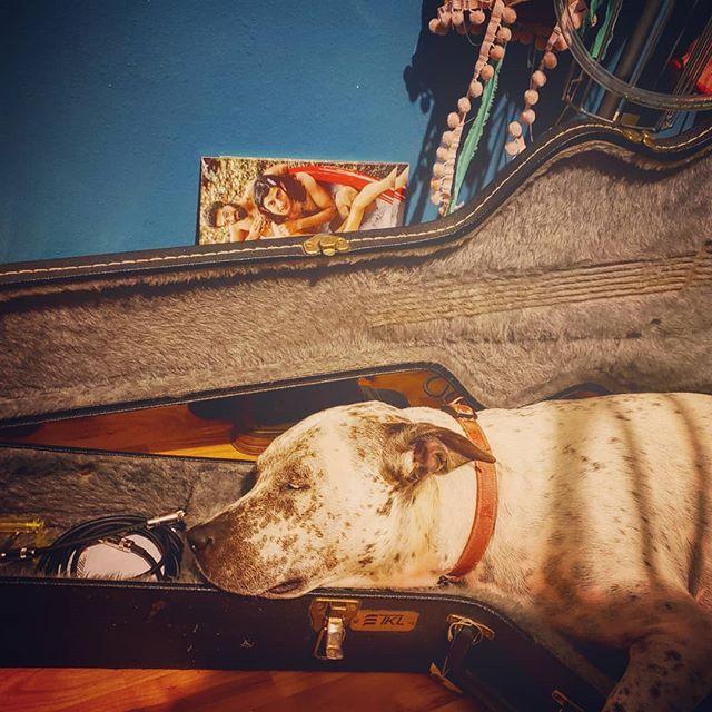 tumblingwheels's tweet photo. Selkie taking a nap at practice last week. Looks comfy, eh? https://t.co/d90b9lCh77 https://t.co/LmApmOAVUE