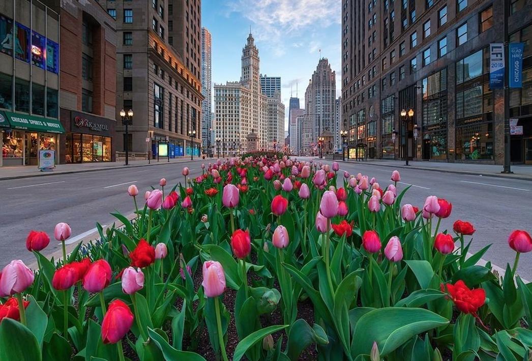 bestridesapp's tweet photo. Have you stopped to smell the (100,000) tulips on Magnificent Mile yet this spring? 📸: @barrybutler9 
.
.
.
.
.
#ChiCity #ChooseChicago #ArtofChi #OnlyChicago #ChicagoIgers #IgersChicago #ChicagoIF #Chicago #StartUps #LocalJobs  #WorkLocal #uber #uberchicago https://t.co/2NLjnQ8iyL