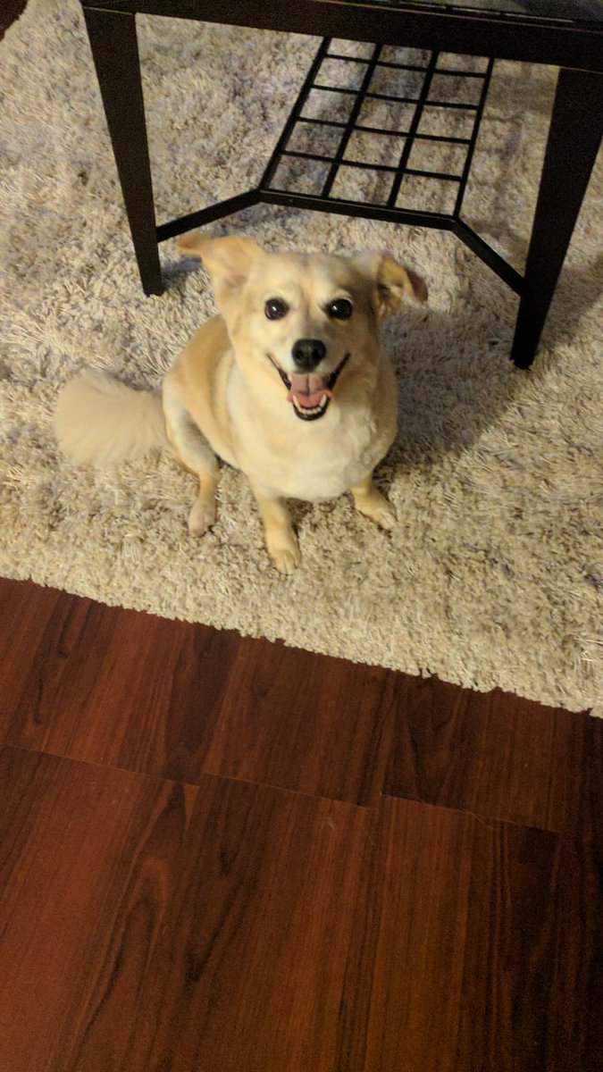 netteo81's tweet image. This is my dog Maxx's #MondayFace #MondayMotivation #HappyDog #Smiling