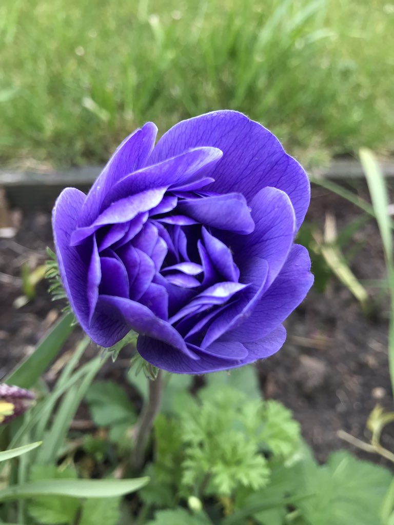 Got to love a stunning purple Anemone, Harmony Double Blue on a gloomy Monday! I can’t stop looking at these and taking photos of them! #gardening #gardeningblogger #flower #beautifulflower #anemone #anemoneflower #springflowers #springflowersmakemehappy #MondayMotivation