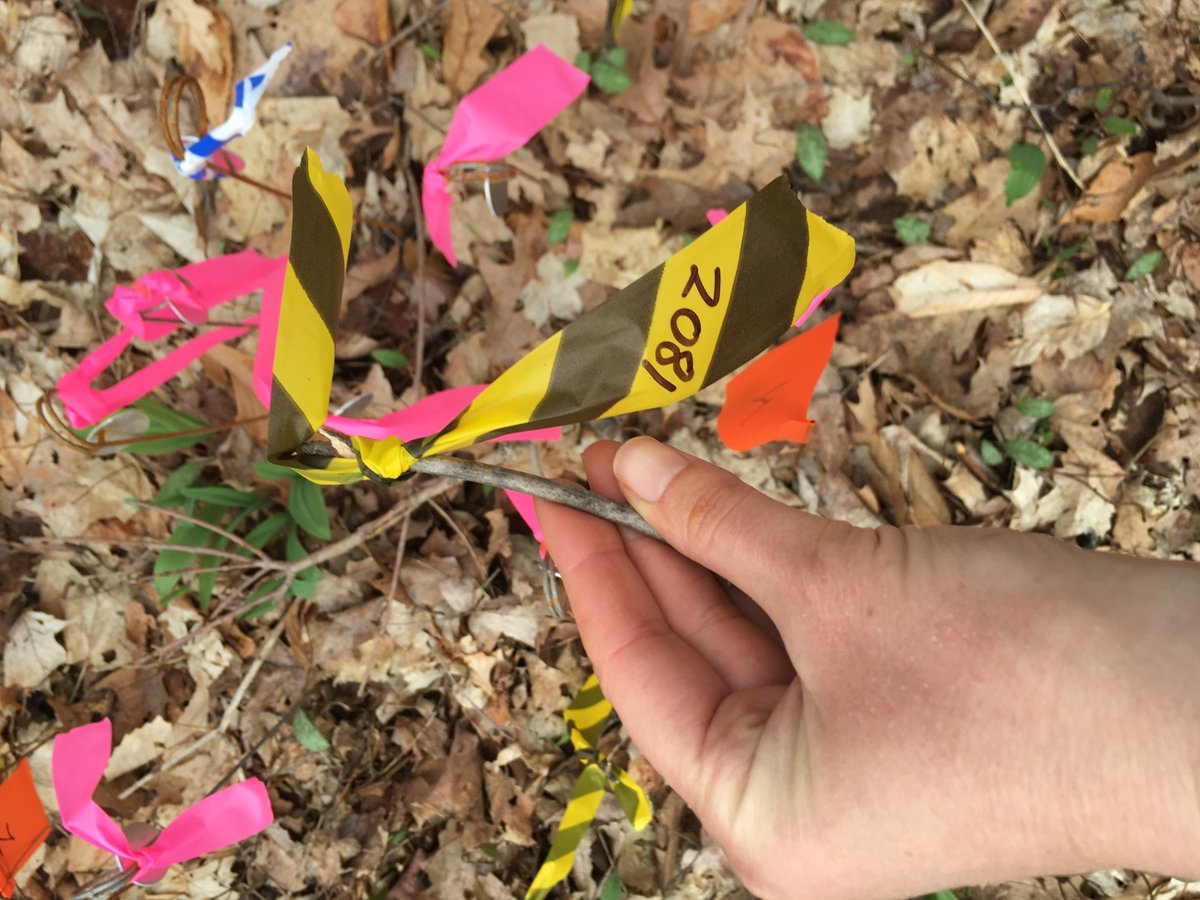 klstuble's tweet photo. when you run out of stakes for spring #phenology and have to make them out of sticks and flagging @holdenarboretum #HoldenScience #FinallySpring #FieldHacks https://t.co/Xy9fpQNEqS