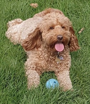 millypod1's tweet photo. πBESSIE #Lost #ScanMe Apricot Cockerpoo Female
Waverley Road #Stoneleigh #Epsom #Surrey #KT17
SEEN: by Nonsuch Park, Ewell Road #Sutton #SM3
DO NOT CALL / CHASE if sighted βοΈ07961730870 /07754255228
https://t.co/7dYs7BLuMX https://t.co/da2i4OzgV2