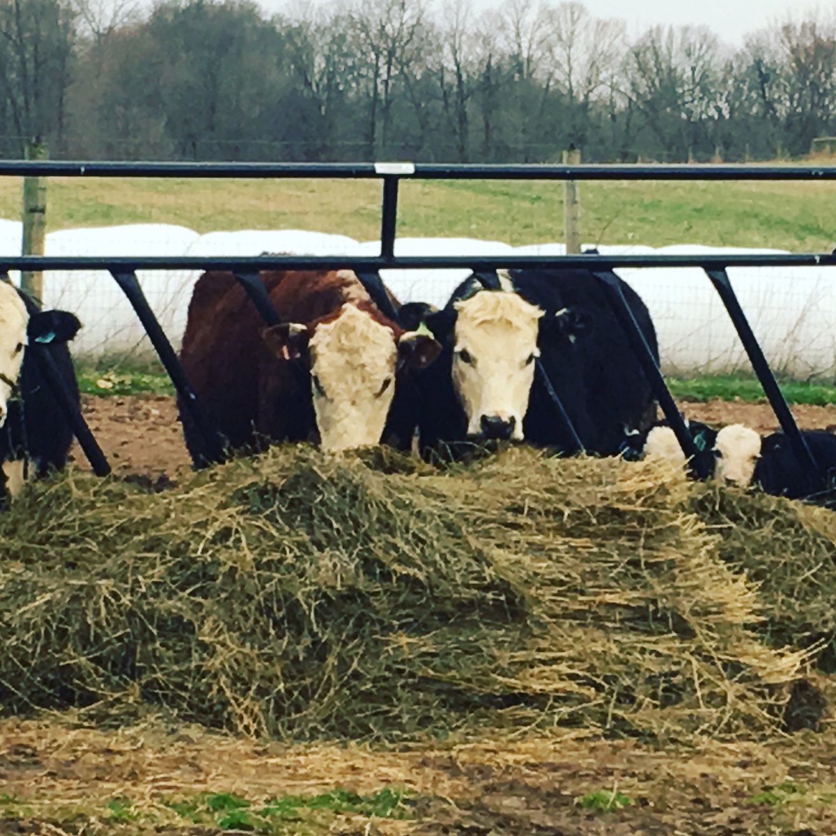 Herdpro On Twitter Slant Bar Feeder Panels Feed Even The Little