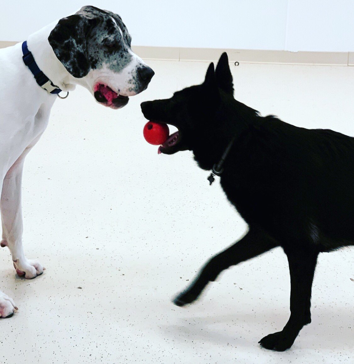 BarkTutor's tweet image. Gatsby to Vader: “Sharing is caring”

That’s exactly what they did :)