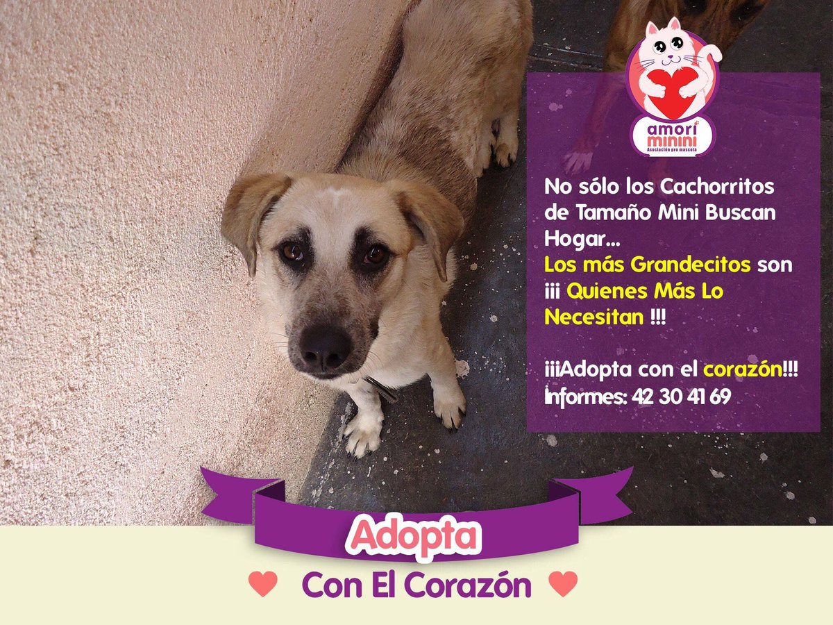 Amori_Minini's tweet image. Sino puedes Adoptar, #Apadrina 🐣
Tenemos muchas pequeñitas #SizePlus en busca de un Hogar 🍭 sí no puedes hacer parte de la familia a una de tamaño grande o adulta, tú puedes Apadrinar su #Esterilización 
Mayores informes vía Inbox o WhatsApp al 44.42.30.41.69 💖