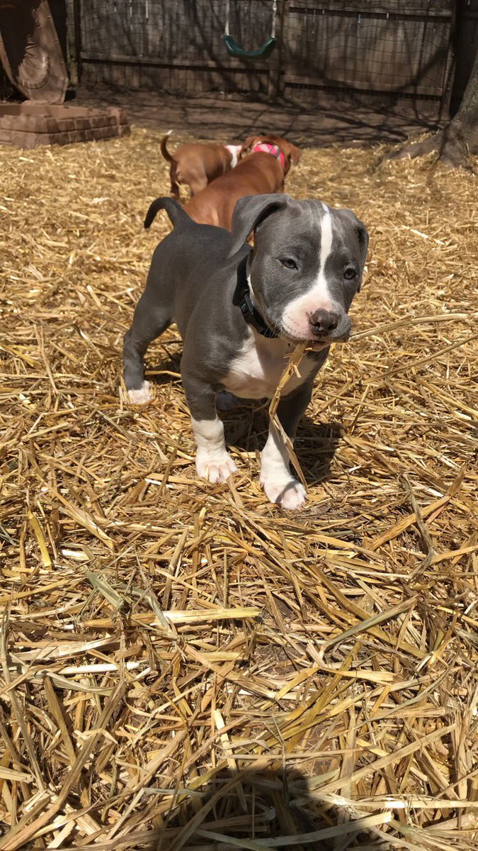 tarynnx's tweet photo. Idk how anybody could be scared of pits. most loving animals in the world. #SaveTheBreed #DontBullyMyBreed https://t.co/6wxdAWoL3b