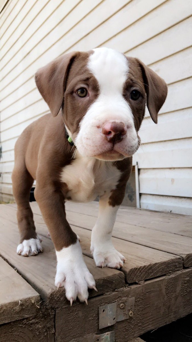 tarynnx's tweet photo. Idk how anybody could be scared of pits. most loving animals in the world. #SaveTheBreed #DontBullyMyBreed https://t.co/6wxdAWoL3b