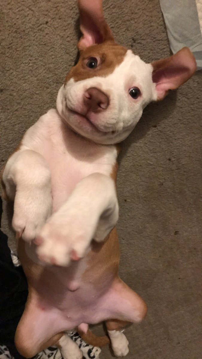 tarynnx's tweet photo. Idk how anybody could be scared of pits. most loving animals in the world. #SaveTheBreed #DontBullyMyBreed https://t.co/6wxdAWoL3b