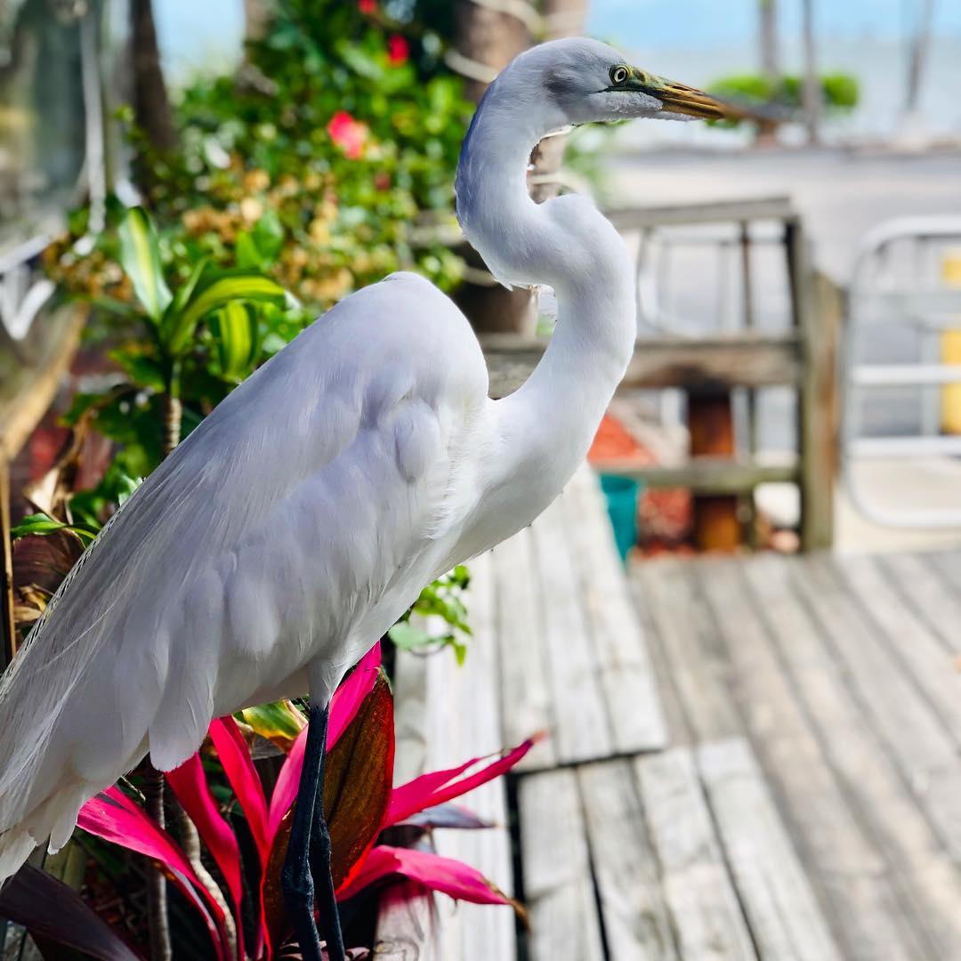 Another regular enjoying the river view! #ConchyJoes #IndianRiver #Jensen #TreasureCoast