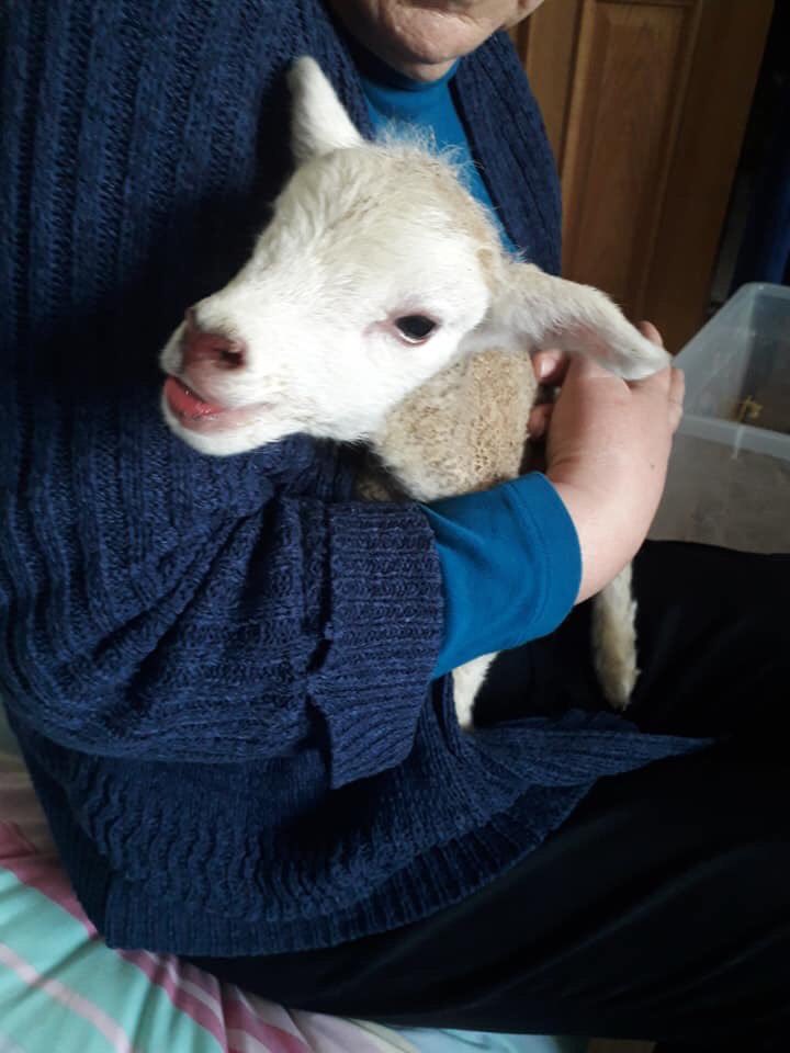 Pixiejojo's tweet photo. Been to the farm tonight and have fed our newest recruit to @hartshillschool @MidlandAT @RosMcM  say hello to Kitkat, the tiniest little lamb I have ever seen! Called Kitkat because he is the size of a kitten! https://t.co/yyNq4LpkCb