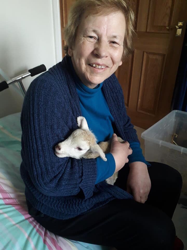 Pixiejojo's tweet photo. Been to the farm tonight and have fed our newest recruit to @hartshillschool @MidlandAT @RosMcM  say hello to Kitkat, the tiniest little lamb I have ever seen! Called Kitkat because he is the size of a kitten! https://t.co/yyNq4LpkCb