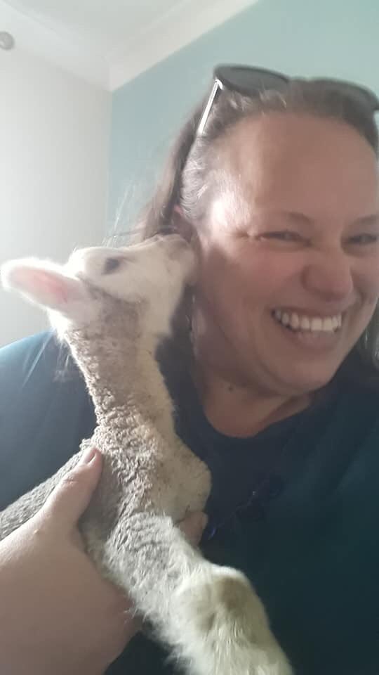 Pixiejojo's tweet photo. Been to the farm tonight and have fed our newest recruit to @hartshillschool @MidlandAT @RosMcM  say hello to Kitkat, the tiniest little lamb I have ever seen! Called Kitkat because he is the size of a kitten! https://t.co/yyNq4LpkCb