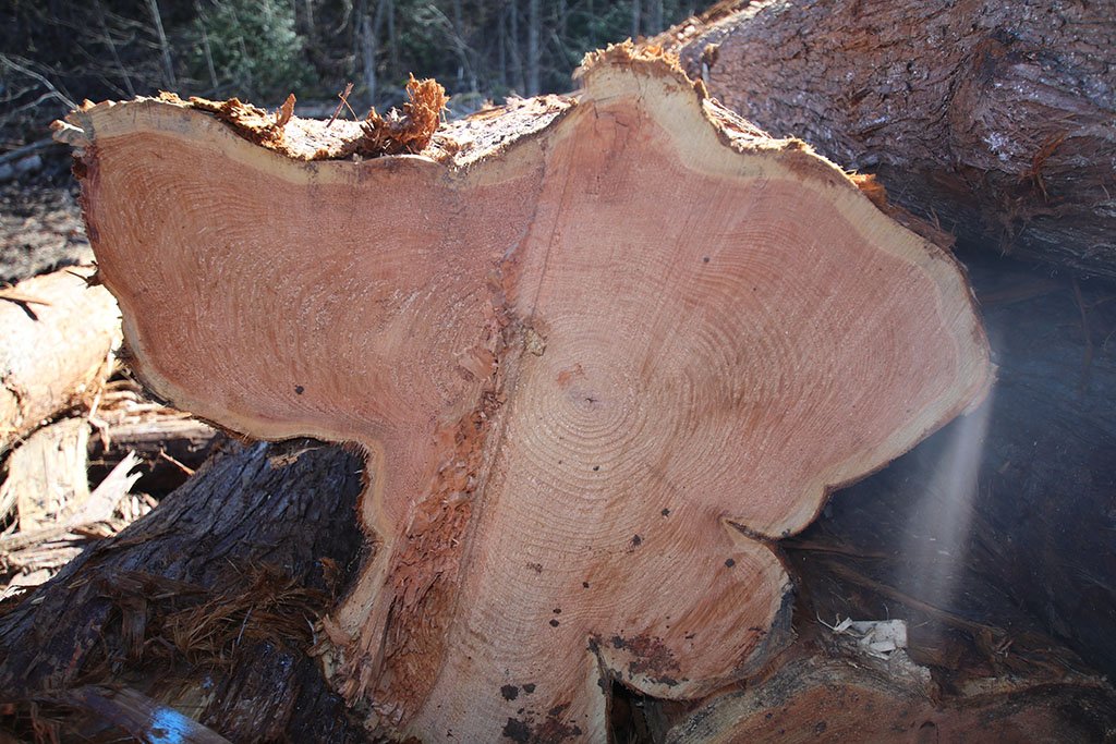 BCLogHomes's tweet image. 🤓Interesting  Facts: You ever wonder why the middle ring or &quot;pith&quot; of a western red  cedar log is to the side and not in the centre?  
 Click on the link below to read more!
cascadehandcrafted.com/cascade-hand-c…
 #westernredcedar #logsorting #loghomebuilders #loghomes #handcraftedloghomes