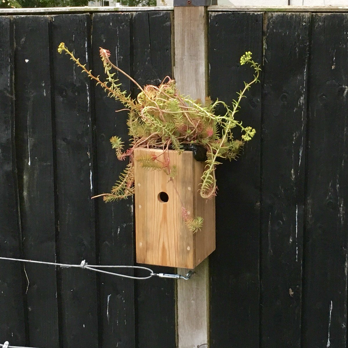 HenBeeGardens's tweet photo. Check out our birdhouses 

https://t.co/yBaCkdF5j0

#DrawABirdDay #birdwatching #birds #birdhouse #birdbox #ShopIndie #shopsmall #Garden @EtsyUK https://t.co/aREMuWXzyl