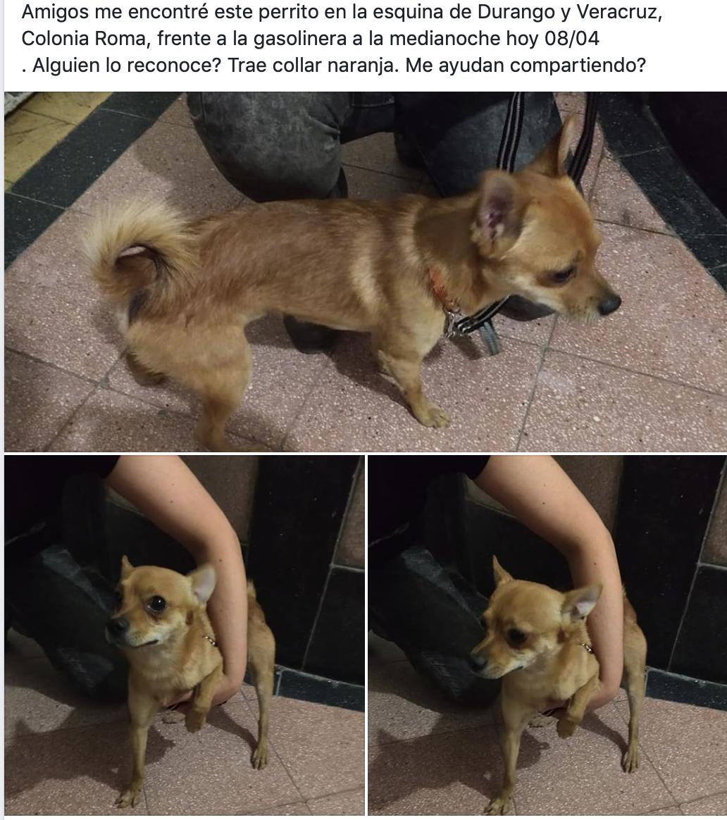laamolinari's tweet photo. PERRITO ENCONTRADO
@cocoayvainillap @PerdiDogsCDMX @PrrosPerdidosMx @_PatriciaAnaya @sebuscaCDMX @MascotasSismo @911Canino @PatitasDFyEDO @Locapet https://t.co/rLJYk189z6