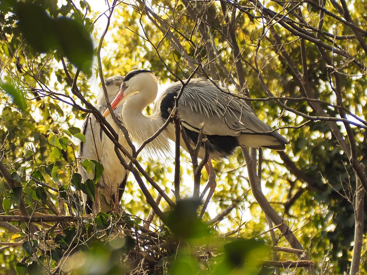 Hashtag 野鳥の島 Su Twitter