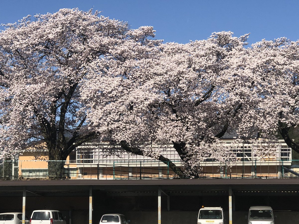壬生しょうげん 高森町 桜情報 桜 長野県高森町の桜は満開です