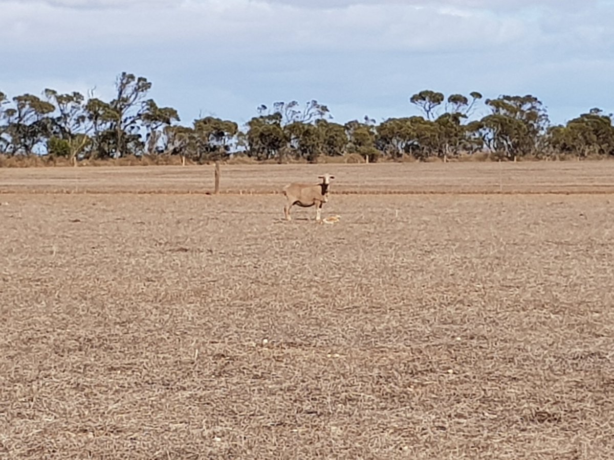 2019 begins with twins.
#feedingsheep #rainwouldbenice