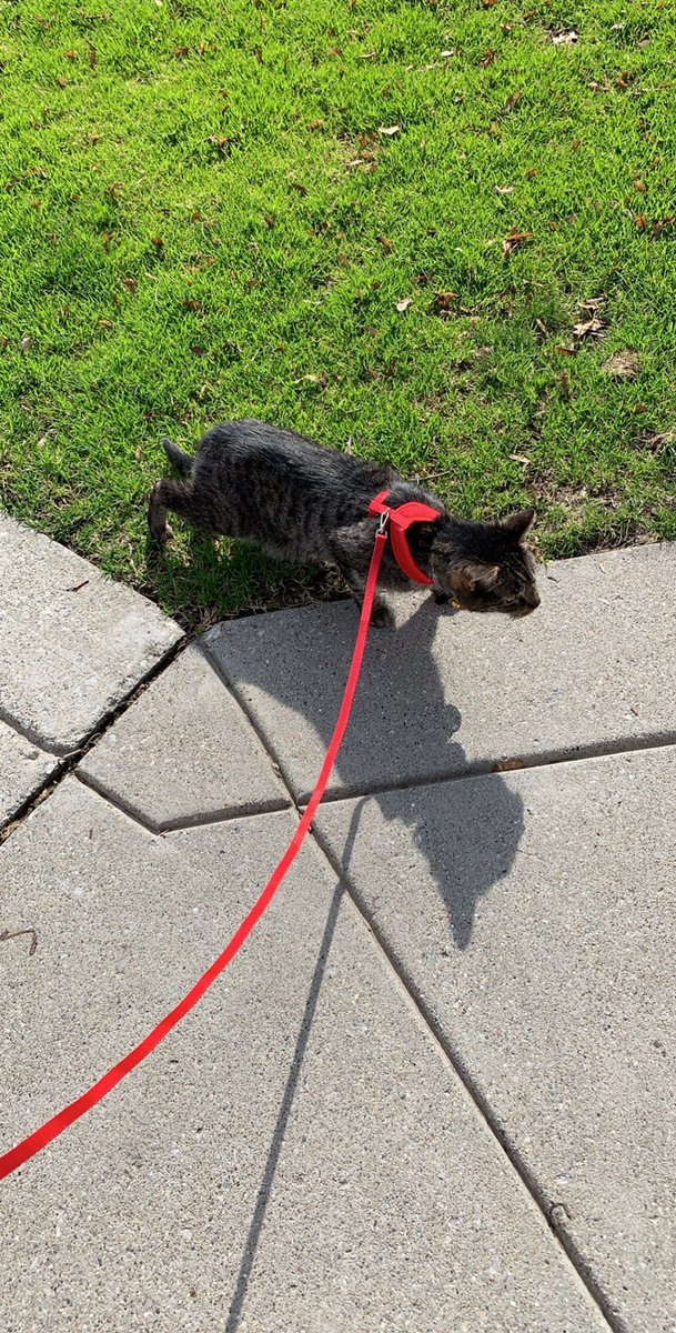 katrobi21's tweet photo. Someone had a good day today 😊🐾🐱 #catsoftwitter #pepperboy https://t.co/HiAi3QzNbH