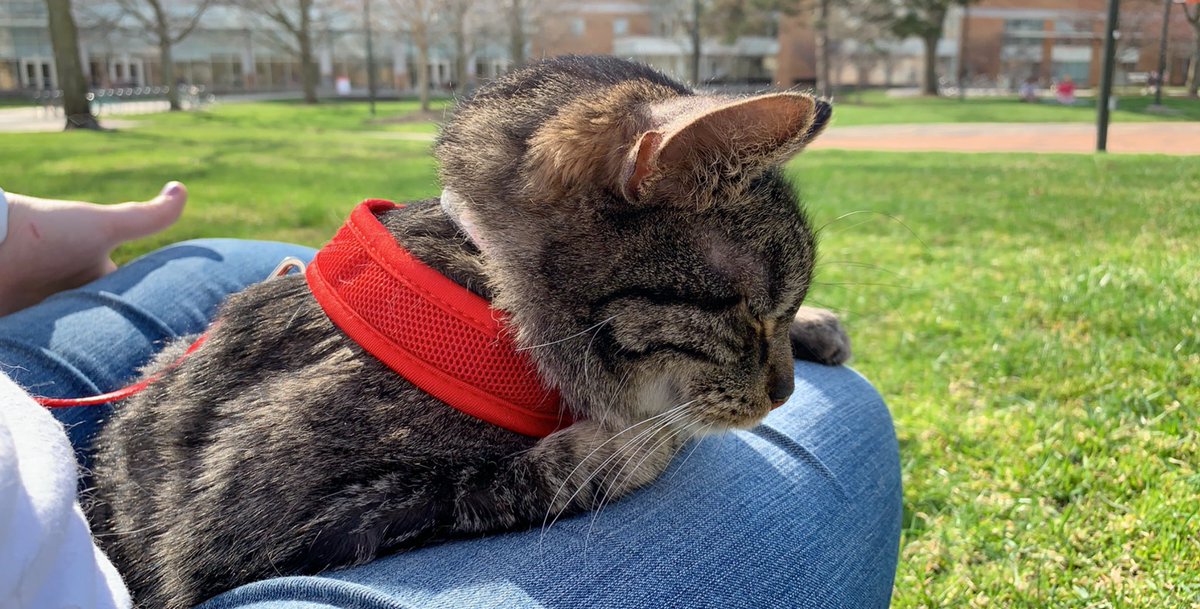 katrobi21's tweet photo. Someone had a good day today 😊🐾🐱 #catsoftwitter #pepperboy https://t.co/HiAi3QzNbH