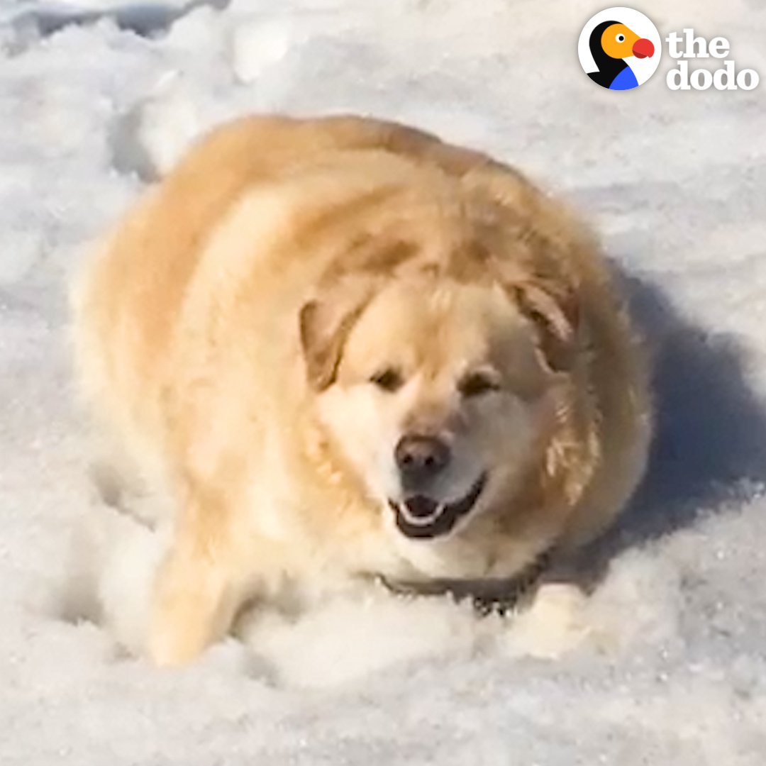 Droll Golden Retriever Fat Puppies