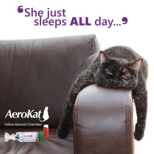 TMIAnimalHealth's tweet photo. Sleepy cat? Long term daily use of oral steroids to manage #asthma can cause lethargy in cats. Ask your vet about switching to an inhaler with #AeroKat chamber so you may enjoy more play time together. https://t.co/wxmetPqAUm
#felineasthma #catasthma #asthma https://t.co/y4cXYYa442