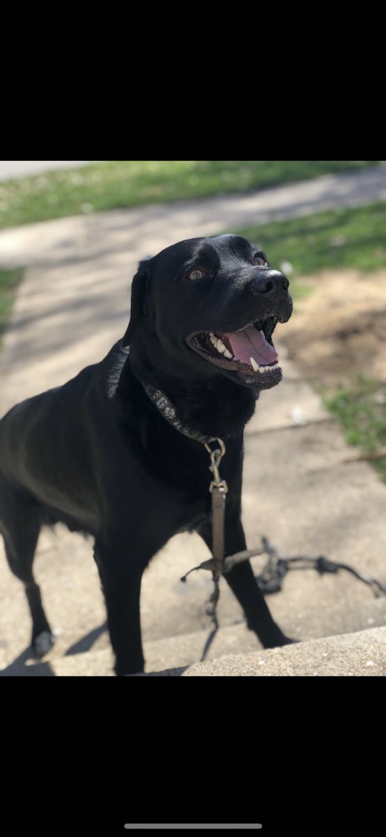 leshawn_wilson's tweet photo. Mr. Good Boy is happy 🖤😏⭐️ #KingDex https://t.co/6wRqKPXmsV