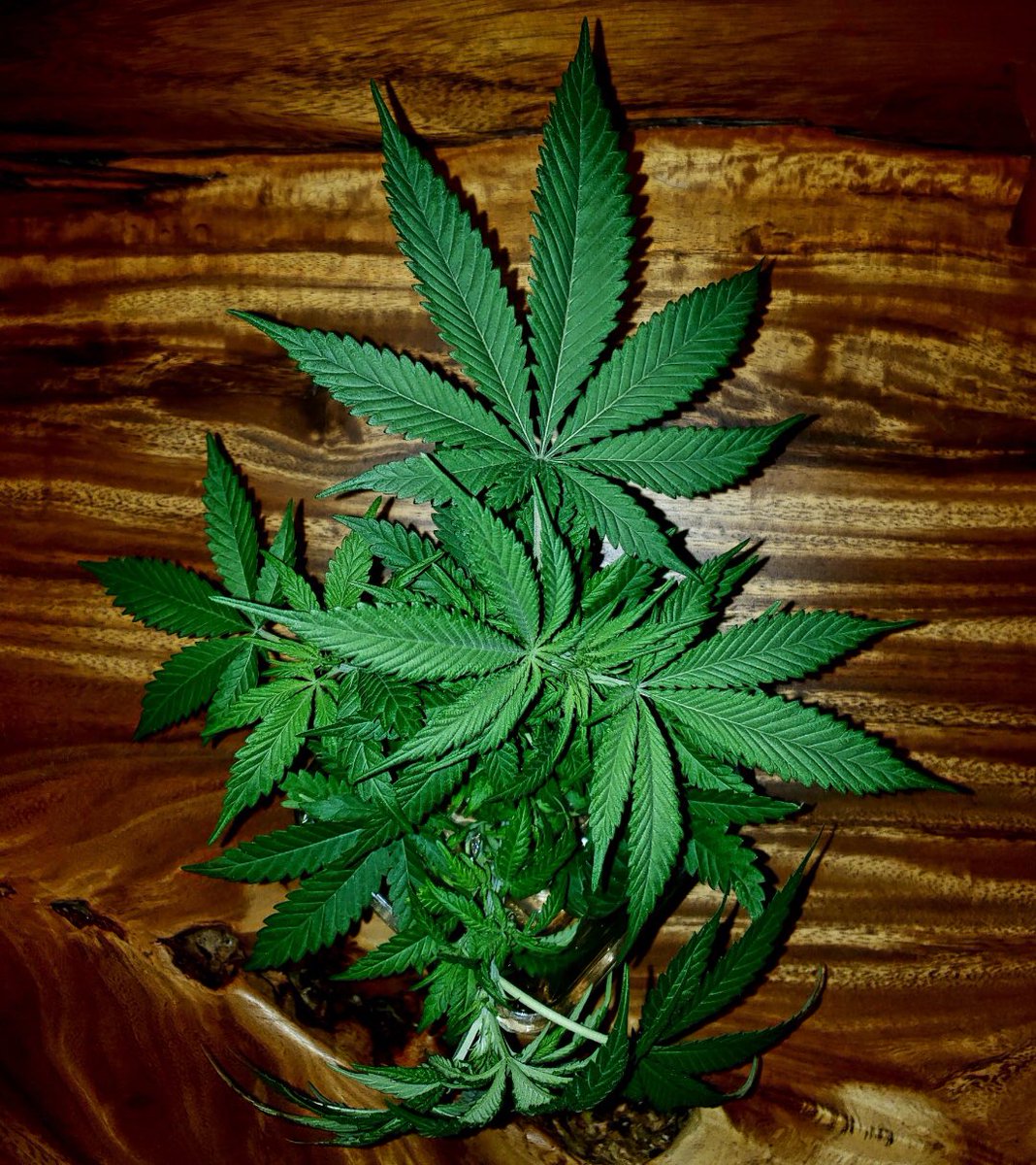 Canna Relief (TM) 🪴 tweet media