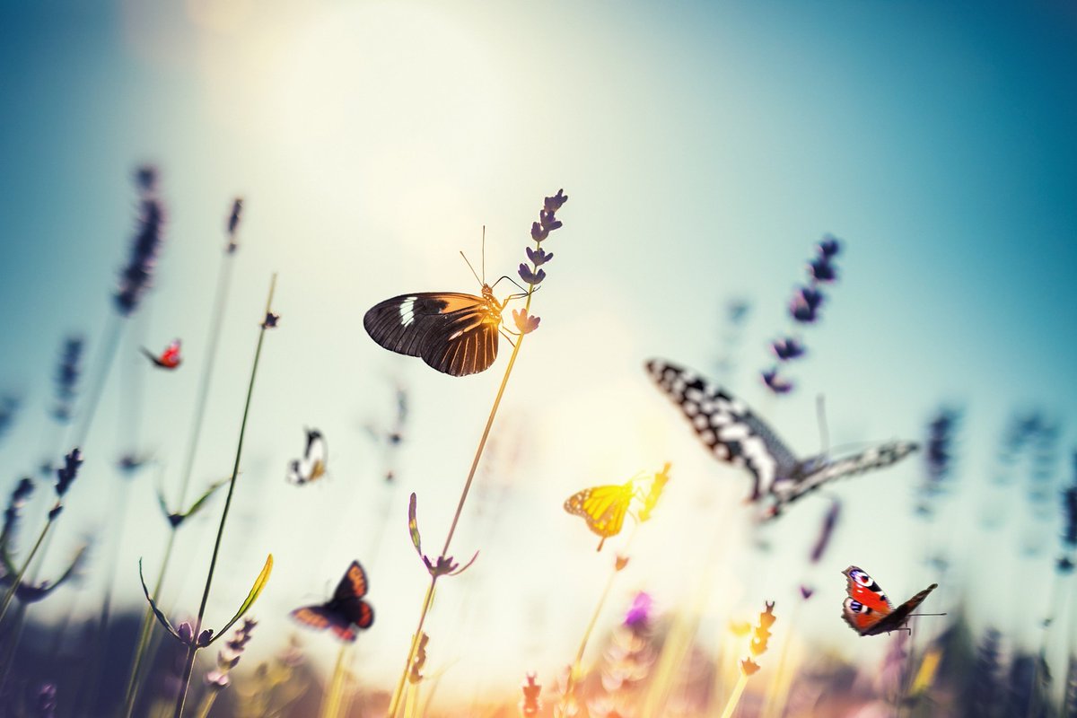 Classic FM (@classicfm) on Twitter photo In the news today were reports that butterfly numbers in the UK have increased over the past year. On Classic FM tonight, <a href="/MargheritaT/">Margherita Taylor</a> has a beautiful musical tribute in Ludovico Einaudi's 'Golden Butterflies' and other music to help your dreams to take flight on Smooth Classics. In the news today were reports that butterfly numbers in the UK have increased over the past year. On Classic FM tonight, <a href="/MargheritaT/">Margherita Taylor</a> has a beautiful musical tribute in Ludovico Einaudi's 'Golden Butterflies' and other music to help your dreams to take flight on Smooth Classics.