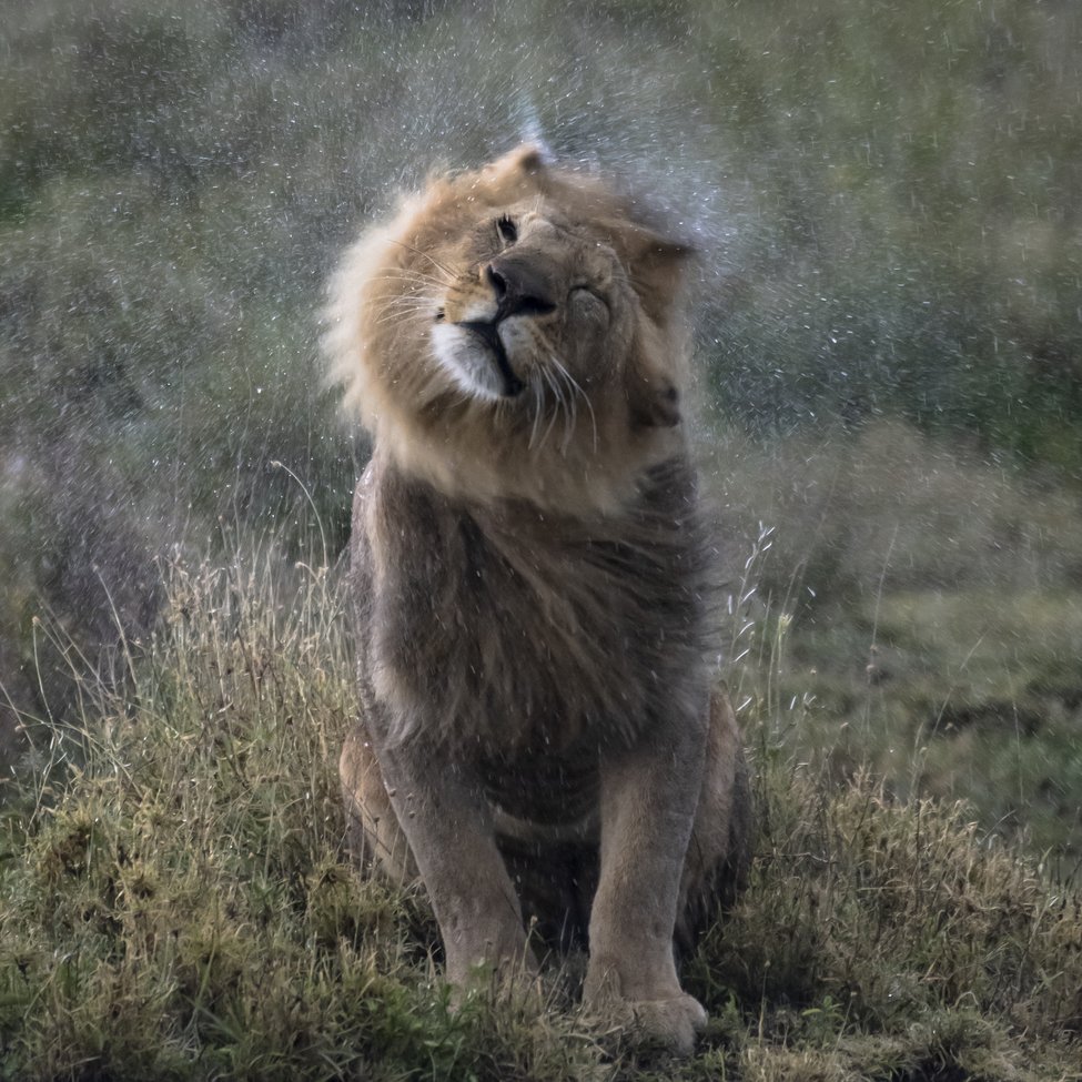 Wildlife_Pic's tweet image. In The Rain by Gary Herman
bit.ly/2P5xEDT
#photooftheday #lions #tanzania #eastafricalions