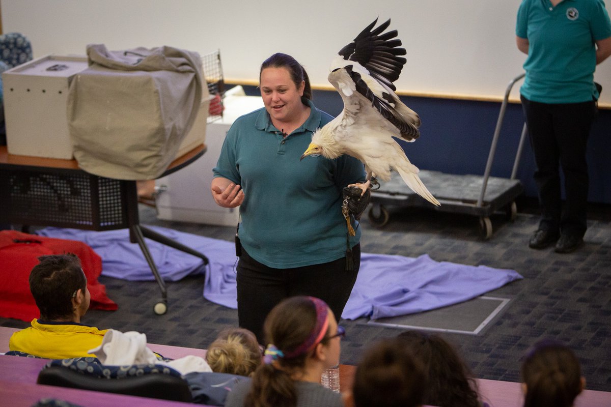 An educator from Hawk Creek Wildlife Center demonstrates bird of prey flight.