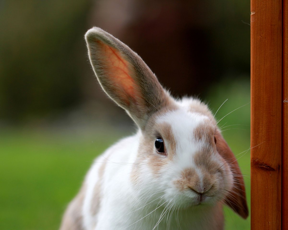 MyVetImaging's tweet photo. Don't be the last to hear about new veterinary imaging solutions. Sign up for MVI's news blast today: https://t.co/hCkzNBmYcZ https://t.co/aQ8fYbEt5K