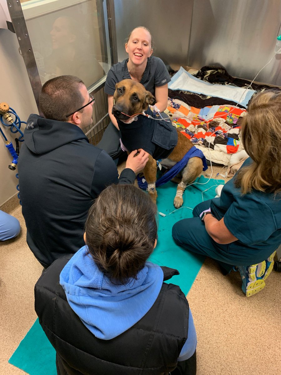 GBPolice's tweet photo. K9 Pyro is in Intensive Care and recovering from multiple surgeries. He was able to stand after coming out of Anesthesia. The next 24 hours are critical so keep those thoughts and prayers coming. https://t.co/NNV69zT4h1