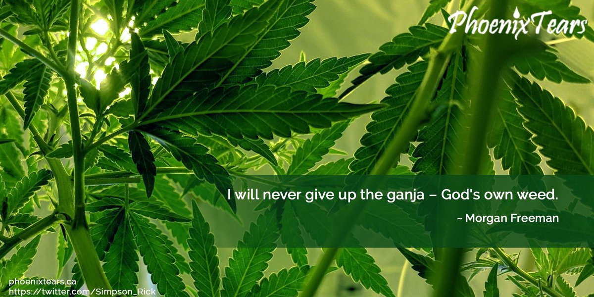 No one should have to give up this amazing medicine which nature has provided to all. #FreeThePlant #LetUsGrow 🌱✊