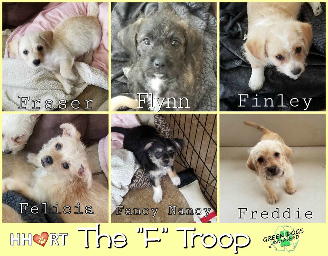 #rescuedogsofinstagram #puppylove #volunteersrock #hhrt #volunteersneeded  #texastovirginia #greendogsunleashed forms.gle/9NkVR8NPeRxkmt…
