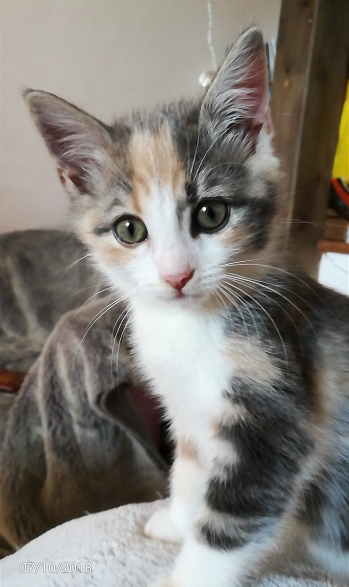 JaneDerre's tweet photo. à défaut de mec je poste mon chat #postetonchat https://t.co/2HgA2DM7HI
