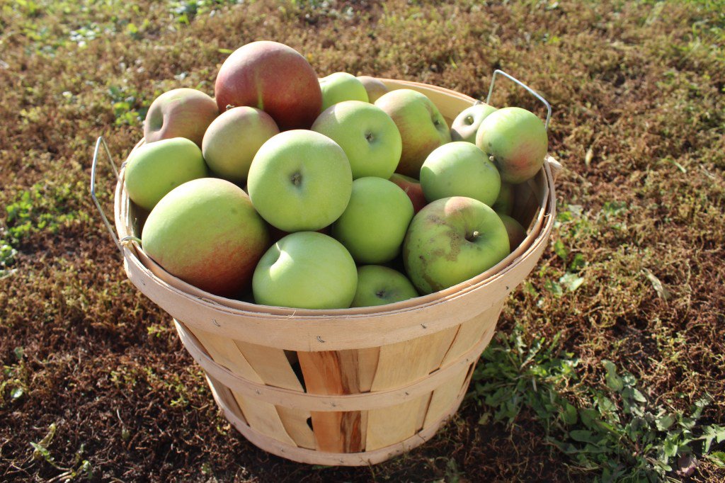 Beginners Method to prune apple trees doublekhomesteadlife.com/2019/04/08/beg…