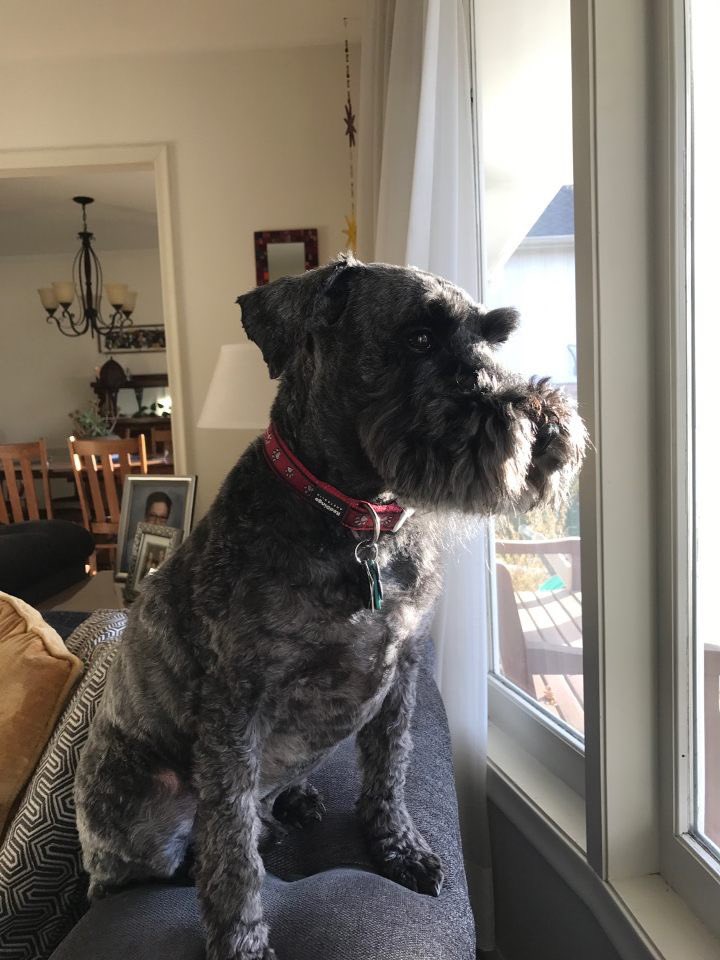 ATONebraska's tweet photo. This weeks ATΩ Dog of the Week is Rocky from Omaha!

Rocky likes to play in the park, and keep his horses in the bark!

A very good boy!
: @twsimon_ https://t.co/7ensUjrrQs