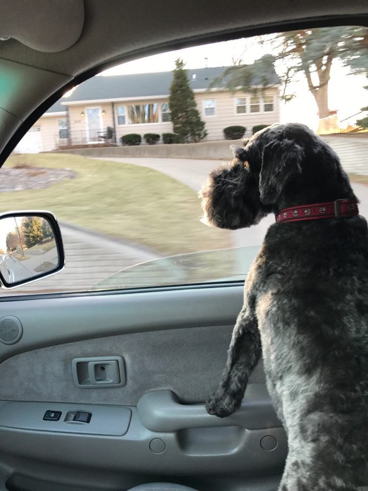 This weeks ATΩ Dog of the Week is Rocky from Omaha!

Rocky likes to play in the park, and keep his horses in the bark!

A very good boy!
: <a href="/twsimon_/">Tommy Simon</a>