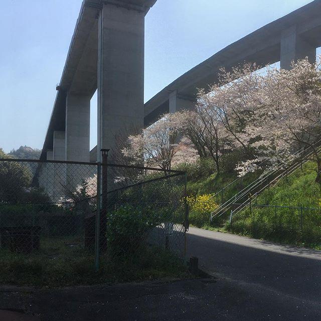 500Cplus's tweet photo. #sakura #桜 #cherryblossom
#expressway #bridge #高架
#grid 1/3
#panorama
#fiat500 #fiat500c  with @1229kazumi https://t.co/nXjXVPInY0